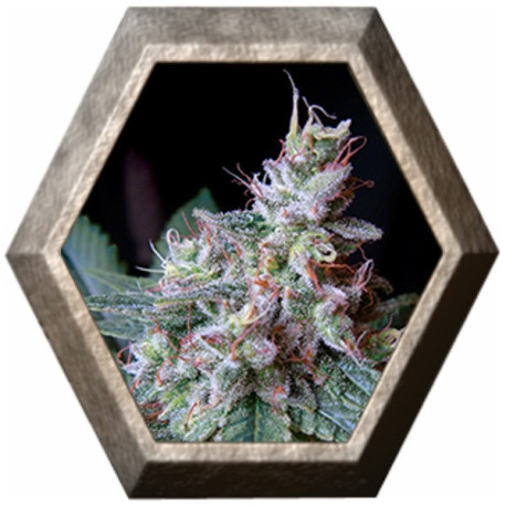 Cream Caramel Fast Version 3 semillas Sweet seeds SWEET SEEDS SWEET SEEDS