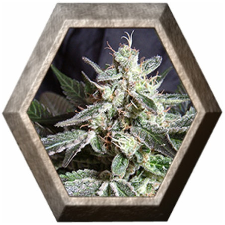 Black Jack Fast Version 3 semillas Sweet seeds SWEET SEEDS SWEET SEEDS