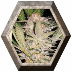 S.A.D. Fast Version 3 semillas Sweet seeds SWEET SEEDS SWEET SEEDS
