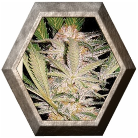 S.A.D. Fast Version 3 semillas Sweet seeds SWEET SEEDS SWEET SEEDS
