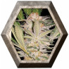 S.A.D. Fast Version 3 semillas Sweet seeds SWEET SEEDS SWEET SEEDS