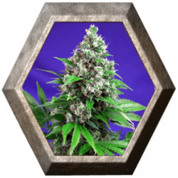 Killer Kush Fast Version 3 semillas Sweet seeds SWEET SEEDS SWEET SEEDS
