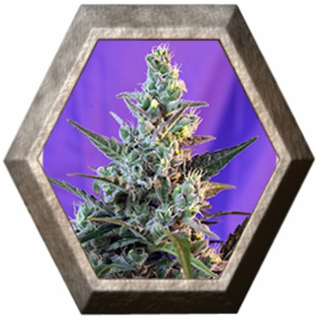 Sweet Skunk Fast Version 3 semillas Sweet seeds SWEET SEEDS SWEET SEEDS
