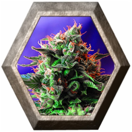 Jack 47 Fast Version 3 semillas Sweet seeds SWEET SEEDS SWEET SEEDS