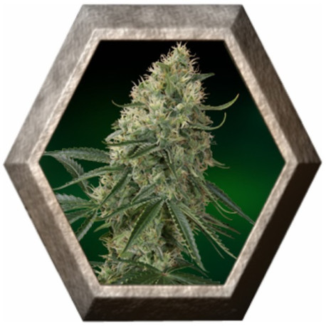 Sin Tra Bajo Auto 1 semilla Barney's Farm Seeds BARNEY´S FARM SEEDS BARNEY´S FARM