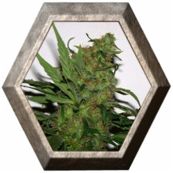 Durga Mata 3 semillas Paradise seeds PARADISE SEEDS PARADISE SEEDS