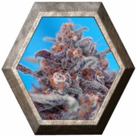 Auto Devil Cream 3 semillas Sweet Seeds SWEET SEEDS SWEET SEEDS