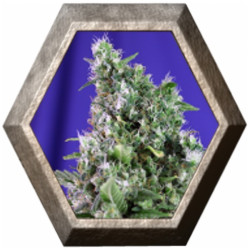 Sweet Trainwreck Auto 3 semillas Sweet seeds SWEET SEEDS SWEET SEEDS