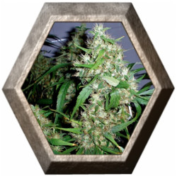 Critical Kush Auto 1 semilla Barney's Farm Seeds BARNEY´S FARM SEEDS BARNEY´S FARM