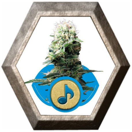 Dance World 1 semilla Royal Queen Seeds ROYAL QUEEN SEEDS ROYAL QUEEN SEEDS