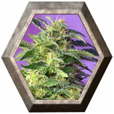 Killer Kush Auto 3 semillas Sweet seeds SWEET SEEDS SWEET SEEDS