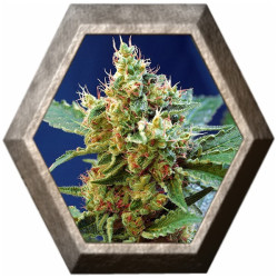 Cream Mandarine XL Auto 3 semillas Sweet seeds SWEET SEEDS SWEET SEEDS