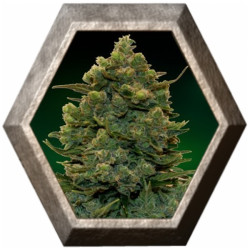 Blue Cheese Auto 1 semilla Barney's Farm Seeds BARNEY´S FARM SEEDS BARNEY´S FARM