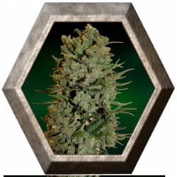 NYC Diesel Auto 1 semilla Barney's Farm Seeds BARNEY´S FARM SEEDS BARNEY´S FARM