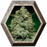 Cookies Kush 1 semilla Barney's Farm Seeds BARNEY´S FARM SEEDS BARNEY´S FARM