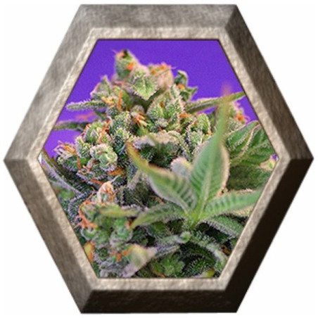 Sweet Cheese Fast Version 3 semillas Sweet seeds SWEET SEEDS SWEET SEEDS