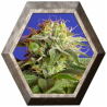 Green Poison 3 semillas Sweet seeds SWEET SEEDS SWEET SEEDS