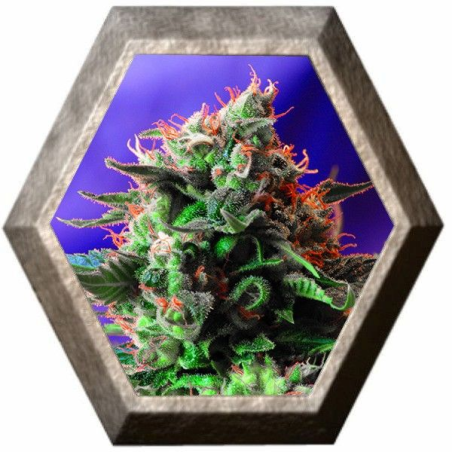 Jack 47 3 semillas Sweet seeds SWEET SEEDS SWEET SEEDS