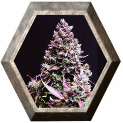 Cream Caramel Auto 3 semillas Sweet seeds SWEET SEEDS SWEET SEEDS