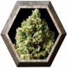 Critical Kush 1 semilla Barney´s Farm Seeds BARNEY´S FARM SEEDS BARNEY´S FARM
