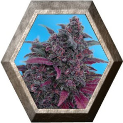 Auto Dark Devil 3 semillas Sweet Seeds SWEET SEEDS SWEET SEEDS