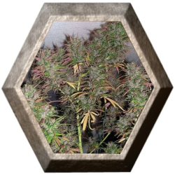 Oldtimer´s Haze Regular 5 semillas Ace Seeds ACE SEEDS ACE SEEDS
