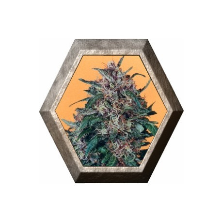 Hollands Hope Regular 10 semillas Dutch Passion Seeds DUTCH PASSION SEEDS DUTCH PASSION SEEDS Hollands Hope Regular 10 semillas Dutch Passion Seeds DUTCH PASSION SEEDS DUTCH PASSION SEEDS