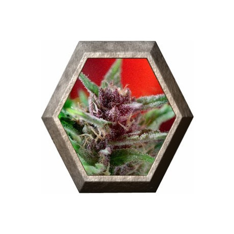 Shaman Regular 10 semillas Dutch Passion Seeds DUTCH PASSION SEEDS DUTCH PASSION SEEDS Shaman Regular 10 semillas Dutch Passion Seeds DUTCH PASSION SEEDS DUTCH PASSION SEEDS