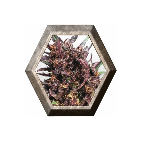 Purple 1 Regular 10 semillas Dutch Passion Seeds DUTCH PASSION SEEDS DUTCH PASSION SEEDS Purple 1 Regular 10 semillas Dutch Passion Seeds DUTCH PASSION SEEDS DUTCH PASSION SEEDS