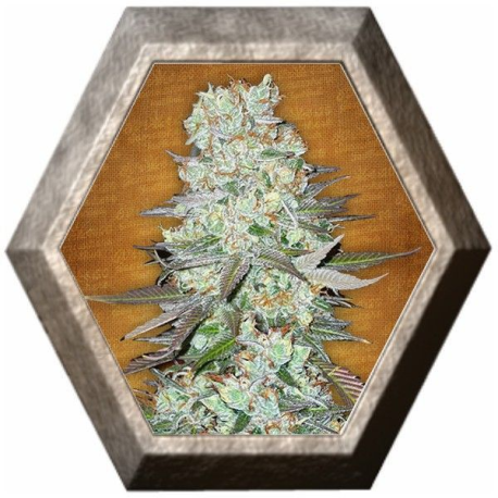 G14 Auto 1 Semilla FastBuds FASTBUDS FASTBUDS