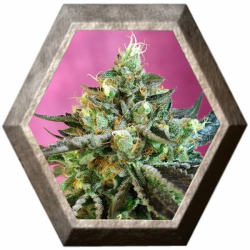 Sweet Nurse Auto CBD 3 semillas Sweet Seeds SWEET SEEDS SWEET SEEDS