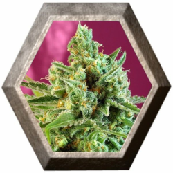 S.A.D. CBD 3 semillas Sweet Seeds SWEET SEEDS SWEET SEEDS