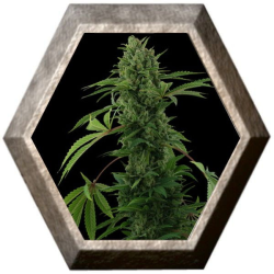 Pineapple Express Auto 1 semilla Barney's Farm Seeds BARNEY´S FARM SEEDS BARNEY´S FARM