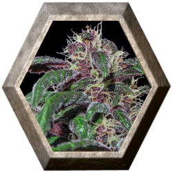 Ayahuasca Purple 1 semilla Barney´s Farm Seeds BARNEY´S FARM SEEDS BARNEY´S FARM