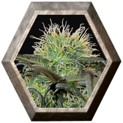 Bad Azz Kush 1 semilla Barney´s Farm Seeds BARNEY´S FARM SEEDS BARNEY´S FARM