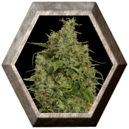 Sweet Tooth 1 semilla Barney's Farm Seeds BARNEY´S FARM SEEDS BARNEY´S FARM