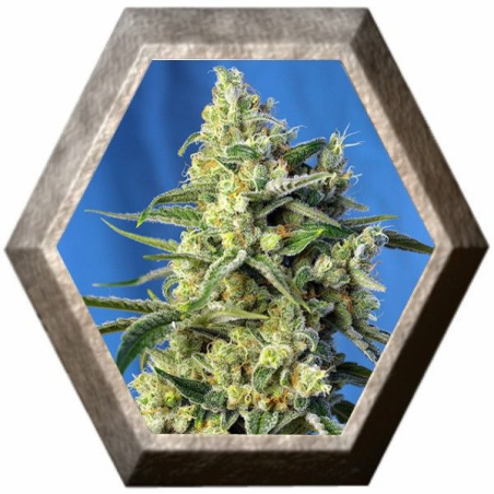 Sweet Amnesia Haze Sweet Seeds SWEET SEEDS SWEET SEEDS