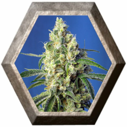 Green Poison CBD 3 semillas Sweet Seeds SWEET SEEDS SWEET SEEDS