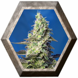 Green Poison XL Auto Sweet Seeds SWEET SEEDS SWEET SEEDS