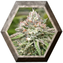 Peyote Critical 1 semilla Barney´s Farm Seeds BARNEY´S FARM SEEDS BARNEY´S FARM