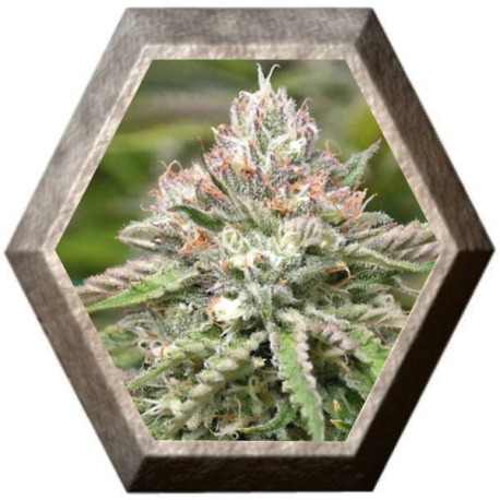 Peyote Critical 1 semilla Barney´s Farm Seeds BARNEY´S FARM SEEDS BARNEY´S FARM