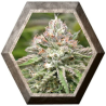 Peyote Critical 1 semilla Barney´s Farm Seeds BARNEY´S FARM SEEDS BARNEY´S FARM