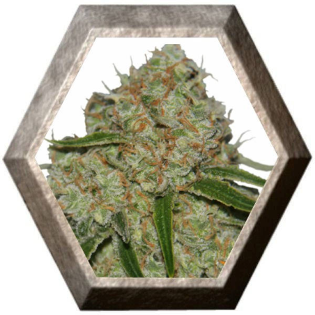 Phantom OG 1 semilla Barney´s Farm Seeds BARNEY´S FARM SEEDS BARNEY´S FARM
