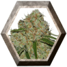 Phantom OG 1 semilla Barney´s Farm Seeds BARNEY´S FARM SEEDS BARNEY´S FARM