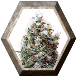 Pink Kush 1 semilla Barney´s Farm Seeds BARNEY´S FARM SEEDS BARNEY´S FARM