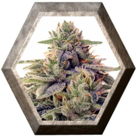 Shiskaberry 1 semilla Barney´s Farm Seeds BARNEY´S FARM SEEDS BARNEY´S FARM