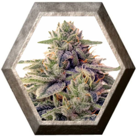 Shiskaberry 1 semilla Barney´s Farm Seeds BARNEY´S FARM SEEDS BARNEY´S FARM
