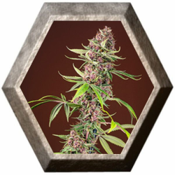 Red Mandarine F1 Fast Version 3 semillas Sweet Seeds SWEET SEEDS SWEET SEEDS