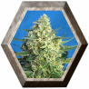 Jack 47 XL Auto 3 semillas Sweet Seeds SWEET SEEDS SWEET SEEDS