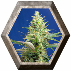 Sweet Pure Auto CBD 3 semillas Sweet Seeds SWEET SEEDS SWEET SEEDS
